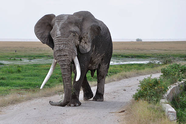 African Elephant Bull bildbanksfoto
