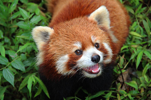 firefox, il red panda di chengdu, cina - panda outdoors horizontal chengdu foto e immagini stock