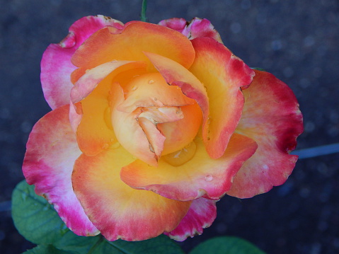 A rose bathed in the first throes of twilight, reposing in a Sacramento urban garden.