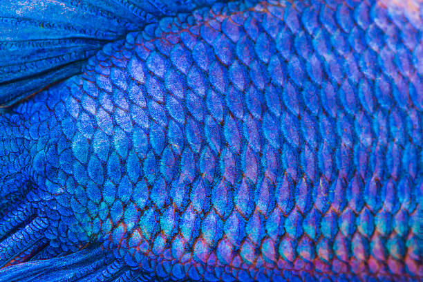 close-up auf der haut der fische - fish siamese fighting fish multi colored tropical fresh water fish stock-fotos und bilder