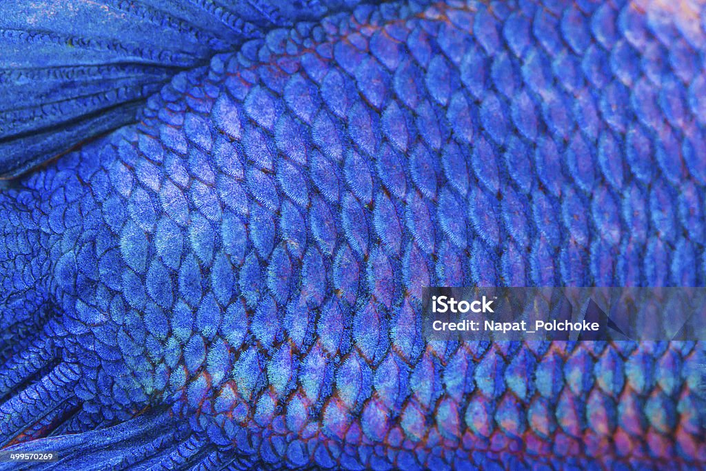 Close-up on a fish skin Close-up on a fish skin - blue Siamese fighting fish Animal Scale Stock Photo