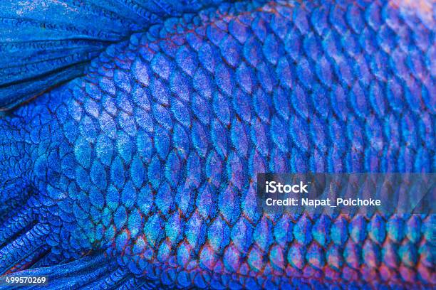 Closeup On A Fish Skin Stock Photo - Download Image Now - Animal Scale, Close-up, Blue