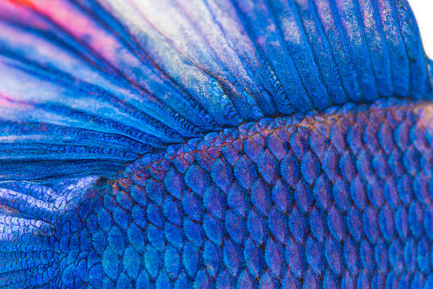 textura de extremo - siamese fighting fish crown tail freshwater space fotografías e imágenes de stock