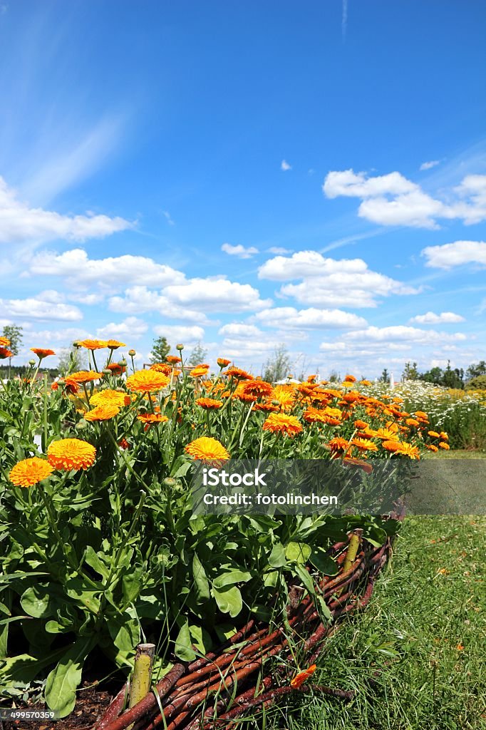 Calendula Blumen - Lizenzfrei Blume Stock-Foto