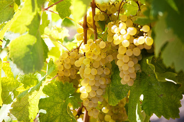 istock Bunch of ripe yellow grapes 499570409