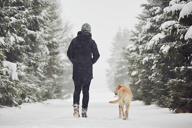 tiempo de invierno - labrador amarillo fotografías e imágenes de stock