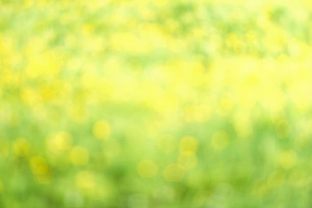 istock Summer Defocused Bokeh twinkling lights Vintage background. 499570571