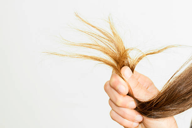 Female Ends Of Hair Care Problems Stock Photo - Download Image Now - Broken, Bone Fracture, Human Hair - iStock Female Ends Of Hair Care Problems Stock Photo - Download Image Now - Broken, Bone Fracture, Human Hair - iStock