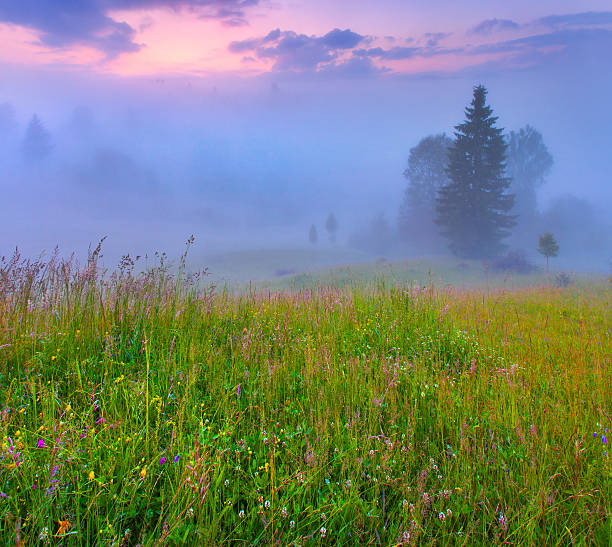istock Foggy summer morning in the mountains. 499570731