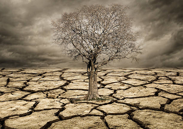 Global warming concept. Lonely  tree under dramatic Clouds Global warming concept. Lonely  tree under dramatic Clouds waterless stock pictures, royalty-free photos & images