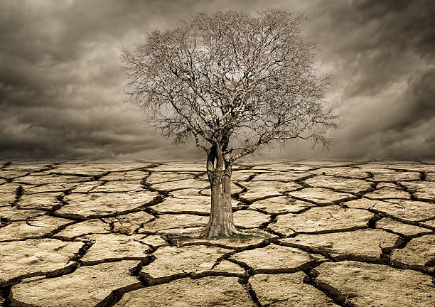 концепция глобального потепления. lonely tree под эффектный clouds - global warming cracked dirt earth стоковые фото и изображения