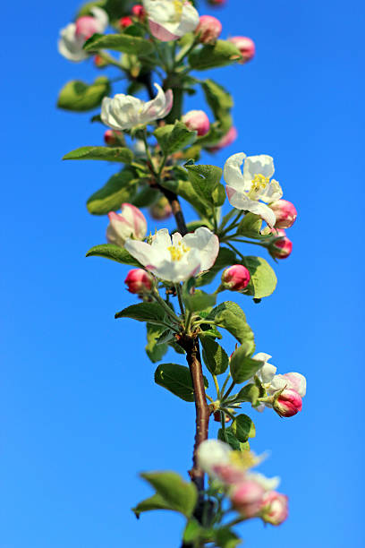istock White blossoms of the apple tree in garden 499571039