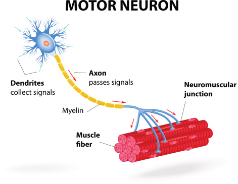 structure motor neuron. Vector diagram. Include dendrites, cell body with nucleus, axon, myelin sheath, nodes of Ranvier and motor end plates. The impulses are transmitted through the motor neuron in one direction
