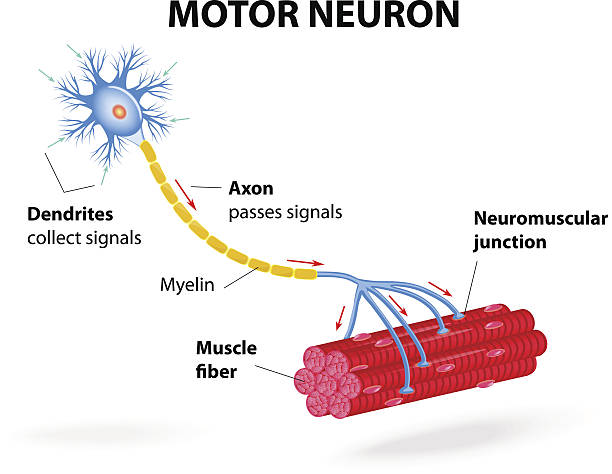 Motor neuron. Vector diagram structure motor neuron. Vector diagram. Include dendrites, cell body with nucleus, axon, myelin sheath, nodes of Ranvier and motor end plates. The impulses are transmitted through the motor neuron in one direction neuron axon stock illustrations