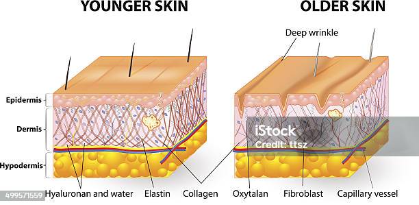 Haut Aging Stock Vektor Art und mehr Bilder von Alter Erwachsener - Alter Erwachsener, Junger Erwachsener, Kind