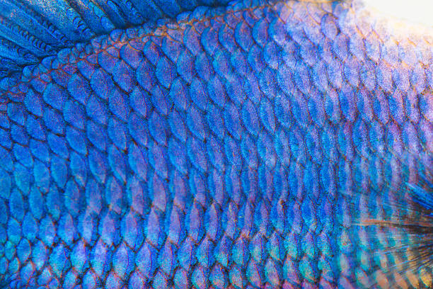 istock Close-up on a fish skin 499571687