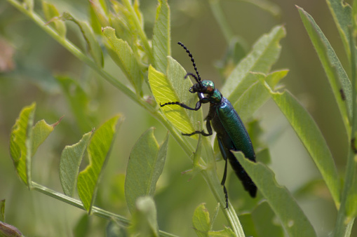 Macro of a green/blue irridescent beetle perched on the leaf of a plant with multiple leaves showing bite marks.