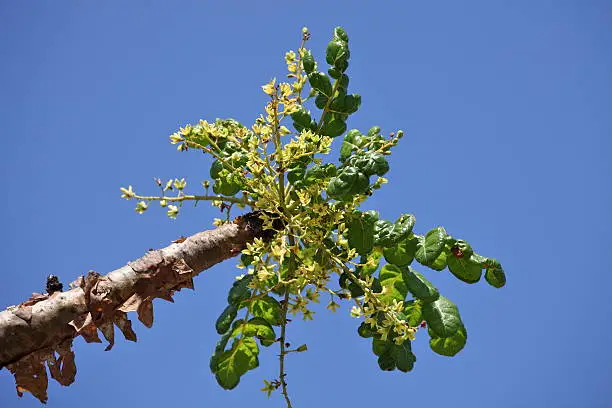 Frankincense (or Boswellia) tree - one of the famous endemics of Socotra island.