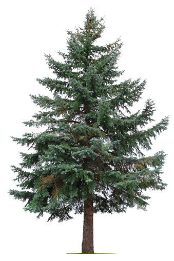 Pine tree isolated on white.