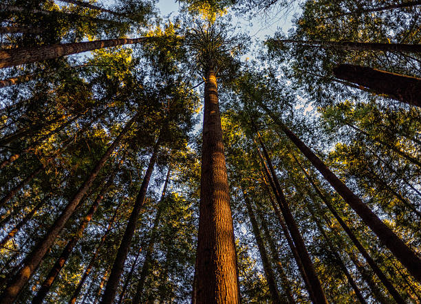 istock Wallace Falls State Park in Washington 499573948