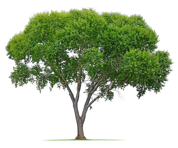 Cottonwood Tree A Cottonwood tree isolated on white. cottonwood tree stock pictures, royalty-free photos & images