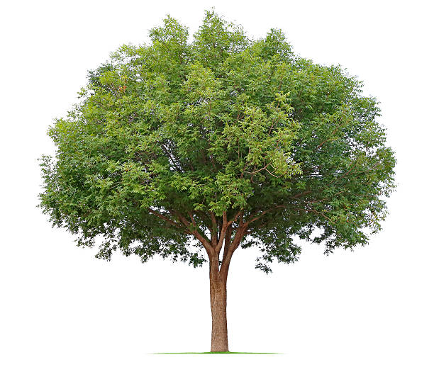 Ash Tree A ash tree isolated on white. single tree stock pictures, royalty-free photos & images