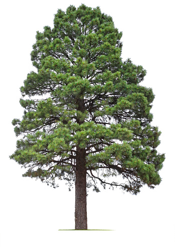 A Ponderosa Pine tree isolated on white.