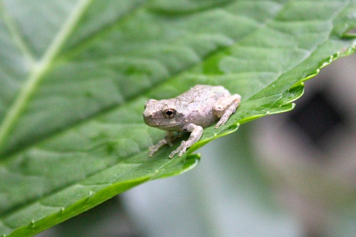 Gray tree frog on a hydrangea leaf.