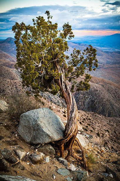 istock California Juniper Clings To Windswept Cliff Edge, Keys View 499576016