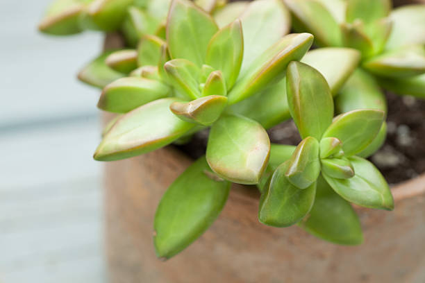 istock Sedum succulent plant 499576536