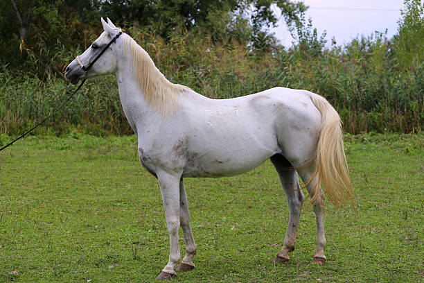 istock Side view shot of an beautiful young arabian mare 499577216