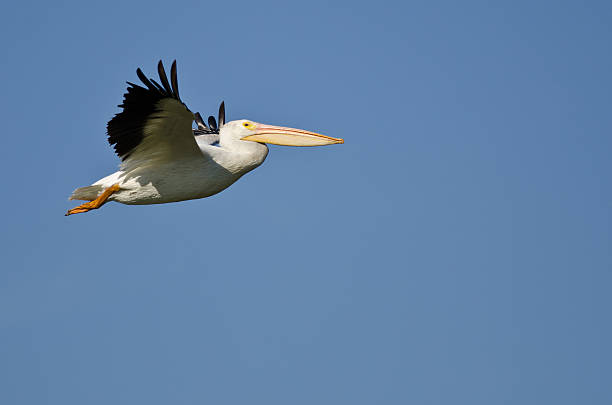 istock American White Pelican Flying in a Blue Sky 499577266