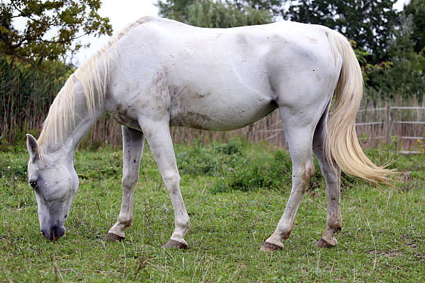A single white Percheron breed of horse standing on the crest of a hill in a large pasture.