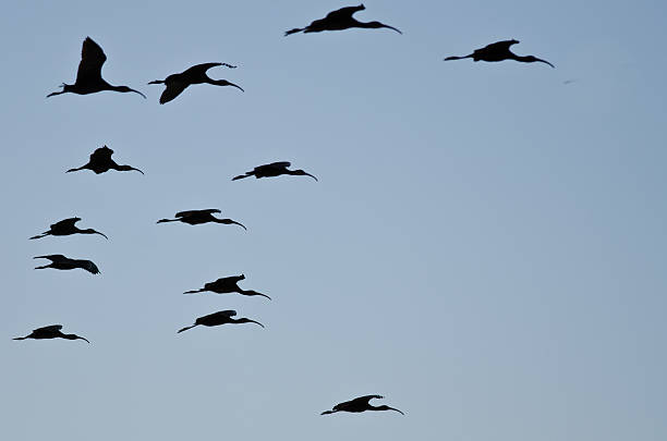 istock Flock of Silhouetted White-Faced Ibis Flying in a Blue Sky 499577374