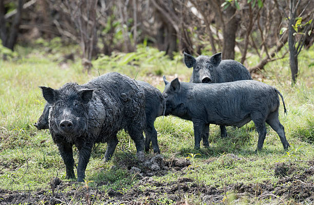 wild feral pigs stock photo