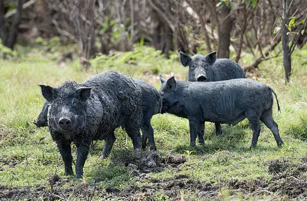 Photo of wild feral pigs