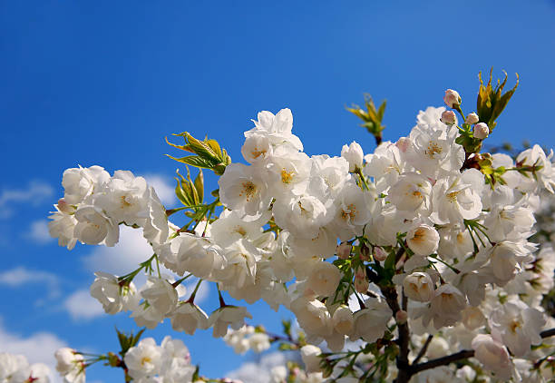 florescendo na primavera fundo de galho de árvore - bee apple tree flower single flower - fotografias e filmes do acervo