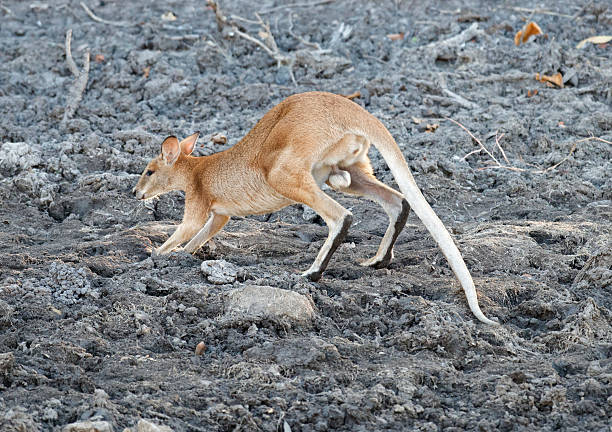 молодые валлаби - agile wallaby стоковые фото и изображения