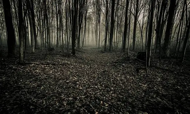 Photo of Fog In A Dark Haunted Forest