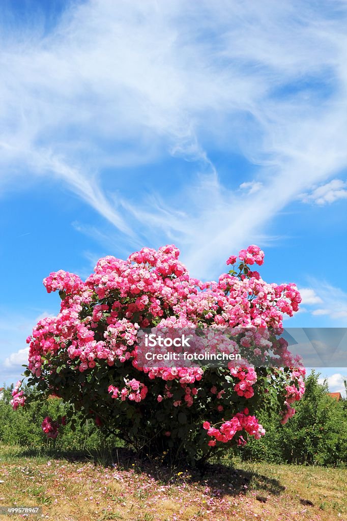 Rosa rose bush - Lizenzfrei Blau Stock-Foto