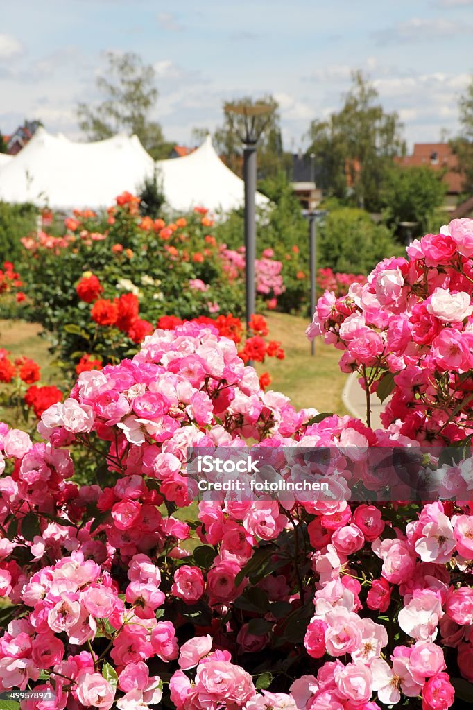 Rose garden - Lizenzfrei Baum Stock-Foto