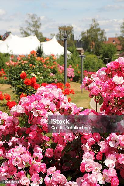 Rose Garden Stockfoto und mehr Bilder von Baum - Baum, Blatt - Pflanzenbestandteile, Blume