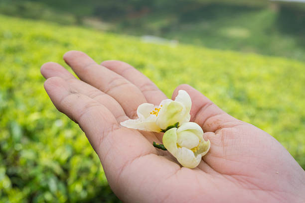 티 꽃 손으로 - green tea jasmine tea chinese tea 뉴스 사진 이미지