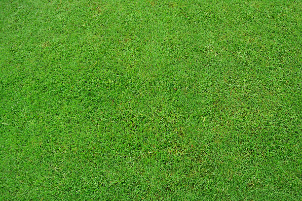 istock Beautiful green grass field texture background. 499579601