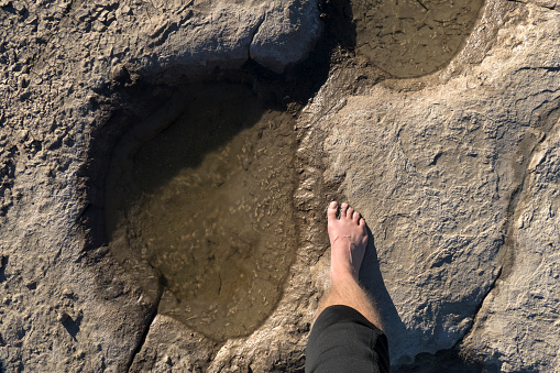 With mud squishing between his toes, the photographer's bare foot is dwarfed by the ice filled Jurassic Period Apatosaurus dinosaur track. The tracks run parallel the Purgatoire River in the Comanche National Grasslands of southeast Colorado, part of the Picket Wire Canyonlands. The tracksite is the largest dinosaur tracksite in North America.