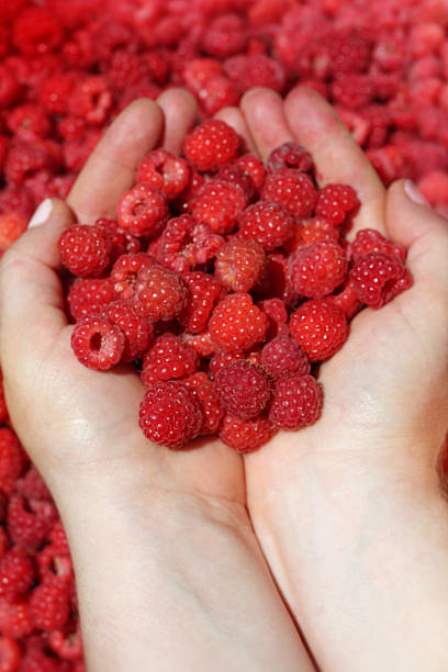 Raspberry in palm.