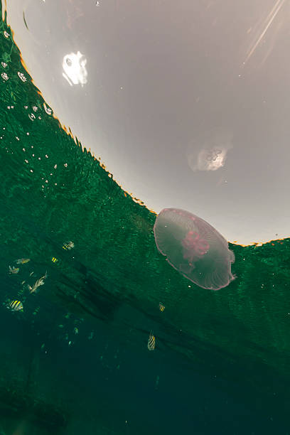istock Jelly fish in the Red Sea. 499580293