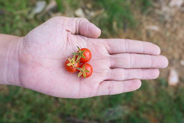 istock Three of fresh cherry tomatoes on hand 499580754