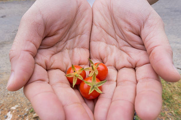 istock Young woman hands holding three of fresh cherry tomatoes 499580816