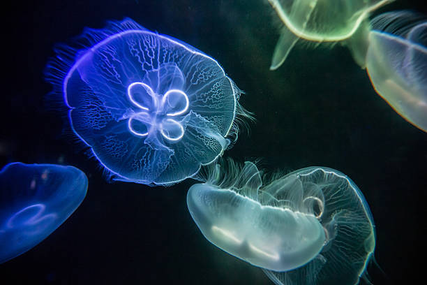 qualle - jellyfish translucent sea glowing stock-fotos und bilder